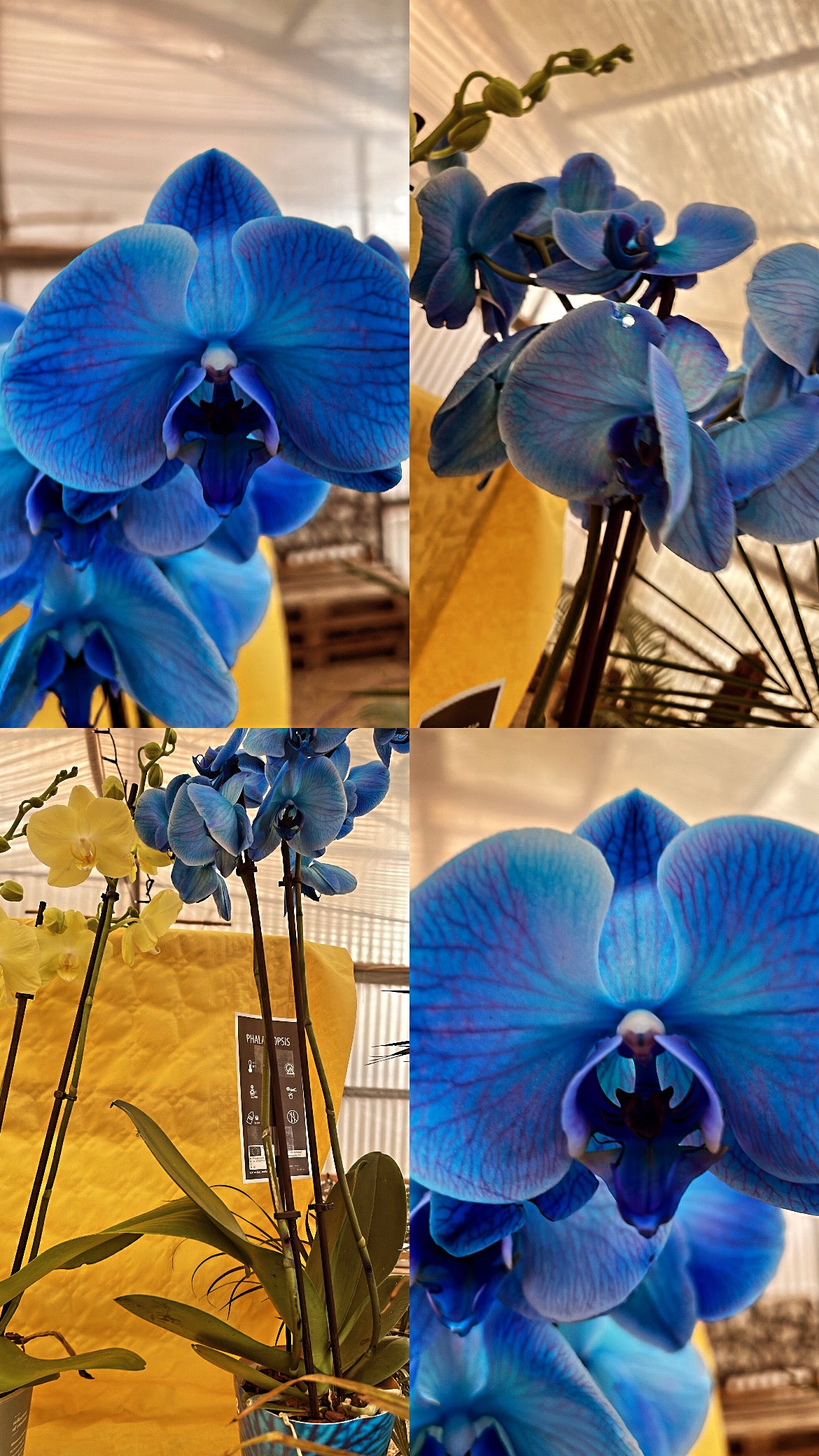 ORCHIDEA BLU