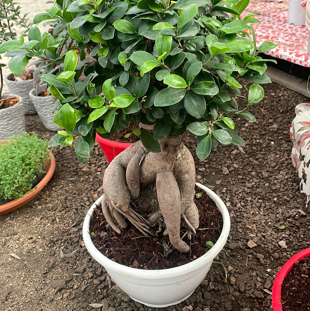 Bonsai ficus ginseng