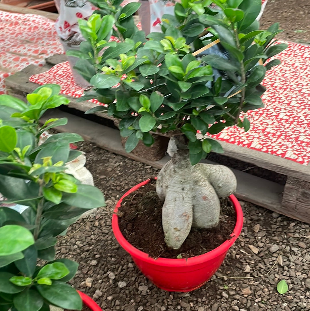 Bonsai ficus ginseng