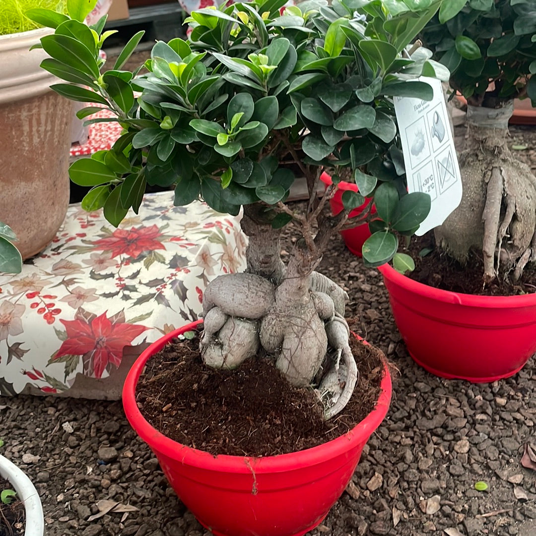 Bonsai ficus ginseng