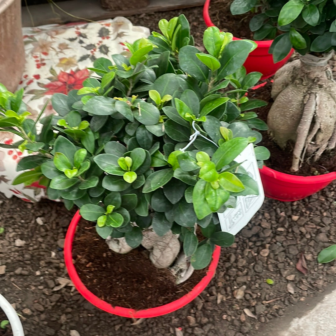 Bonsai ficus ginseng