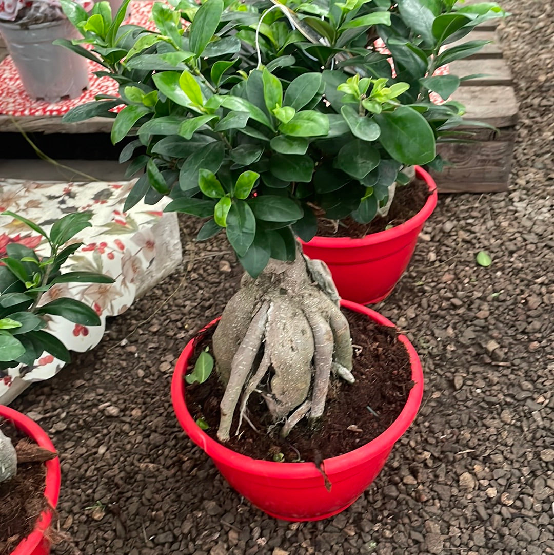 Bonsai ficus ginseng