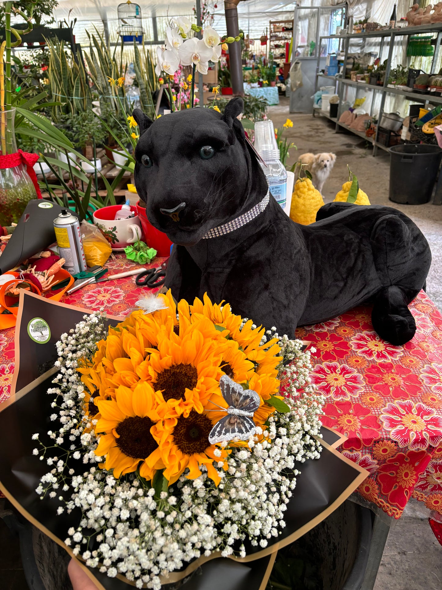 Pantera + bouquet girasoli