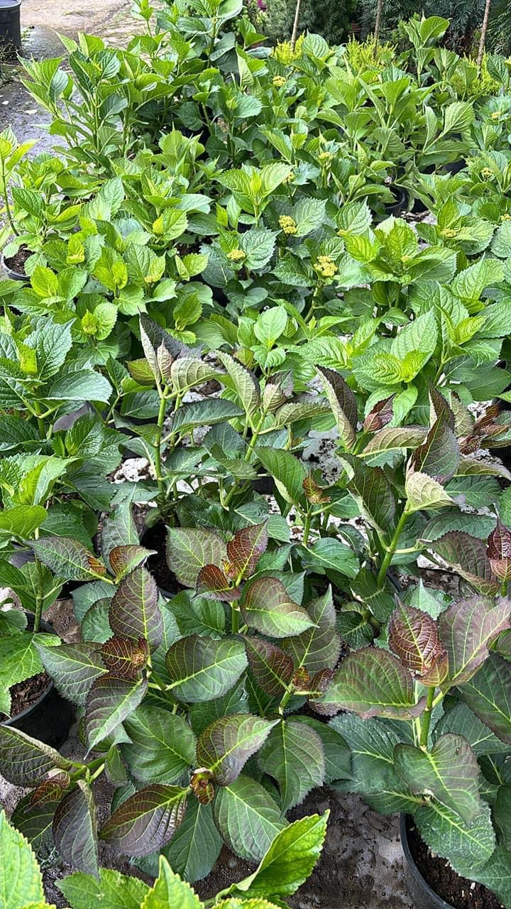 Ortensie da giardino