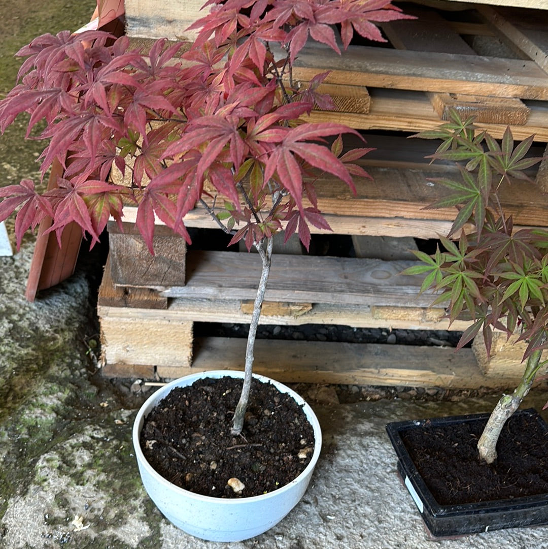 Bonsai acero rosso