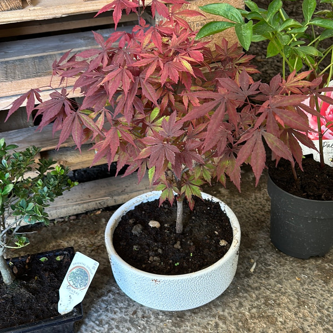 Bonsai acero rosso