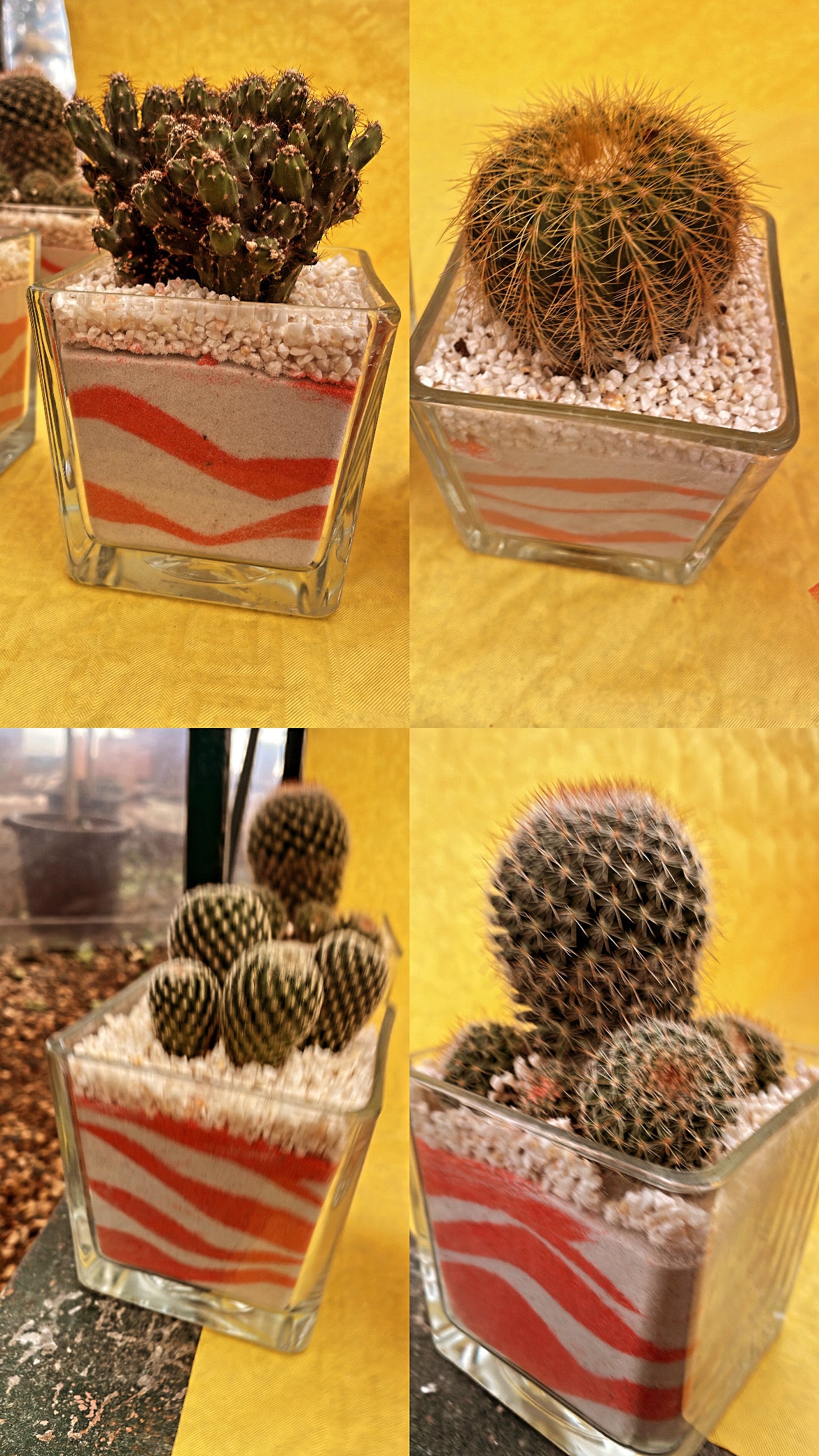 Cactus