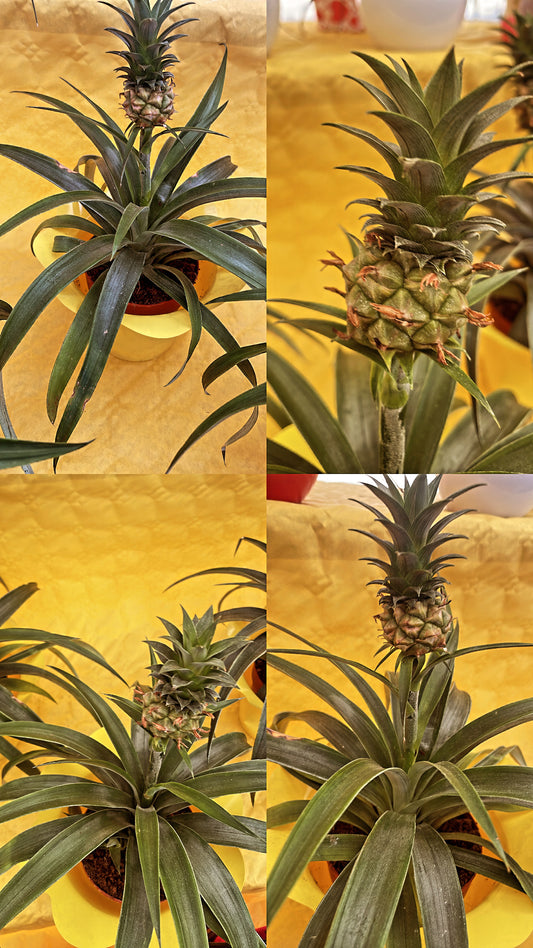 Ananas